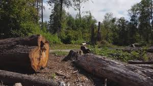 Best Root Management and Removal  in Ninnekah, OK