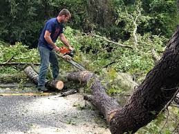 Best Hazardous Tree Removal  in Ninnekah, OK