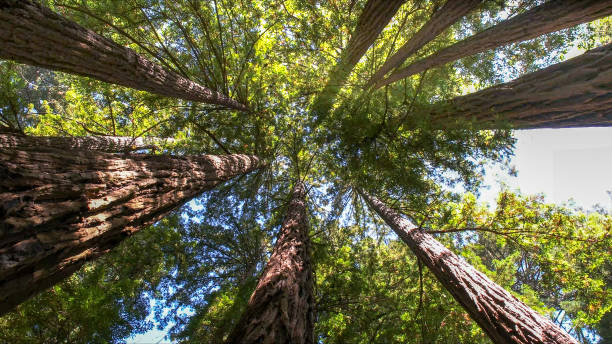 Best Tree Preservation Services  in Ninnekah, OK