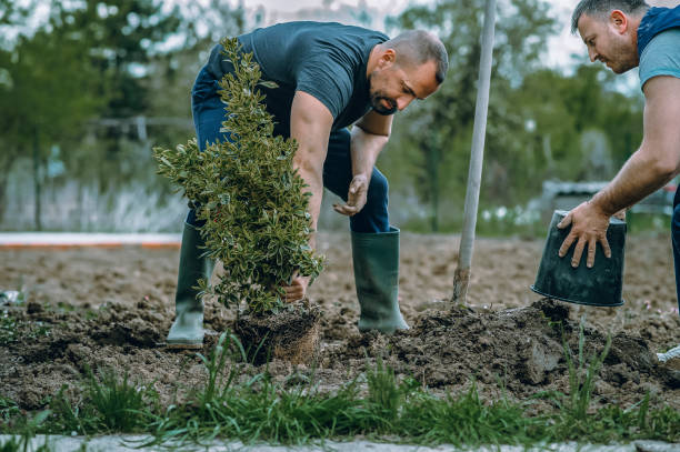 Best Lawn Disease Treatment  in Ninnekah, OK