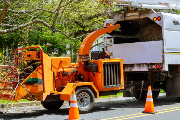 Best Tree Disease Treatment  in Ninnekah, OK