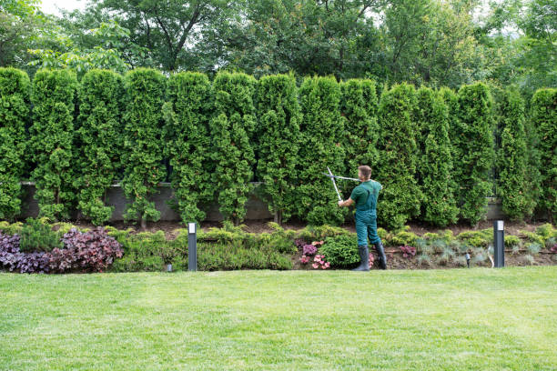 Best Tree Risk Assessment  in Ninnekah, OK