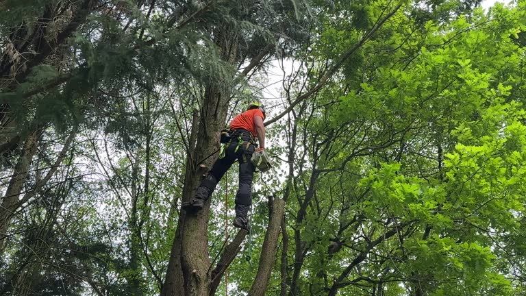 Best Tree Cabling and Bracing  in Ninnekah, OK