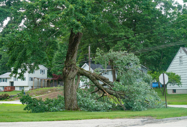 Best Hedge Trimming  in Ninnekah, OK