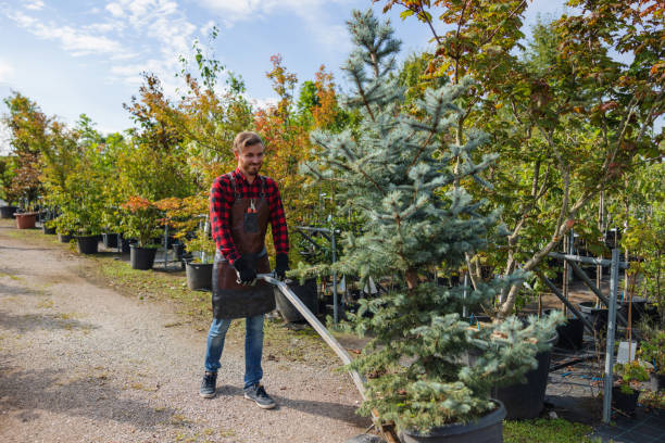 Best Tree Maintenance Programs  in Ninnekah, OK