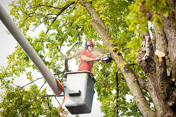 Ninnekah, OK Tree Services Company